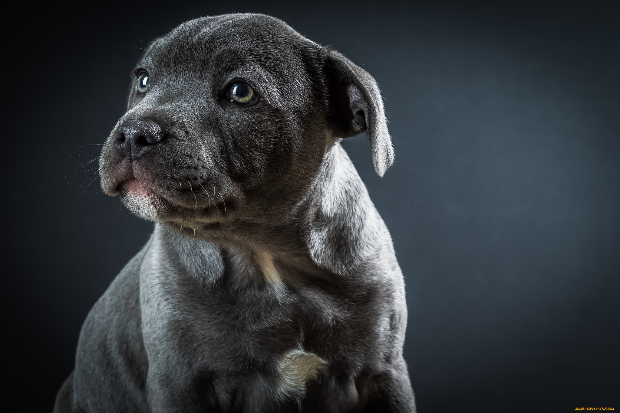 животные, собаки, щенок