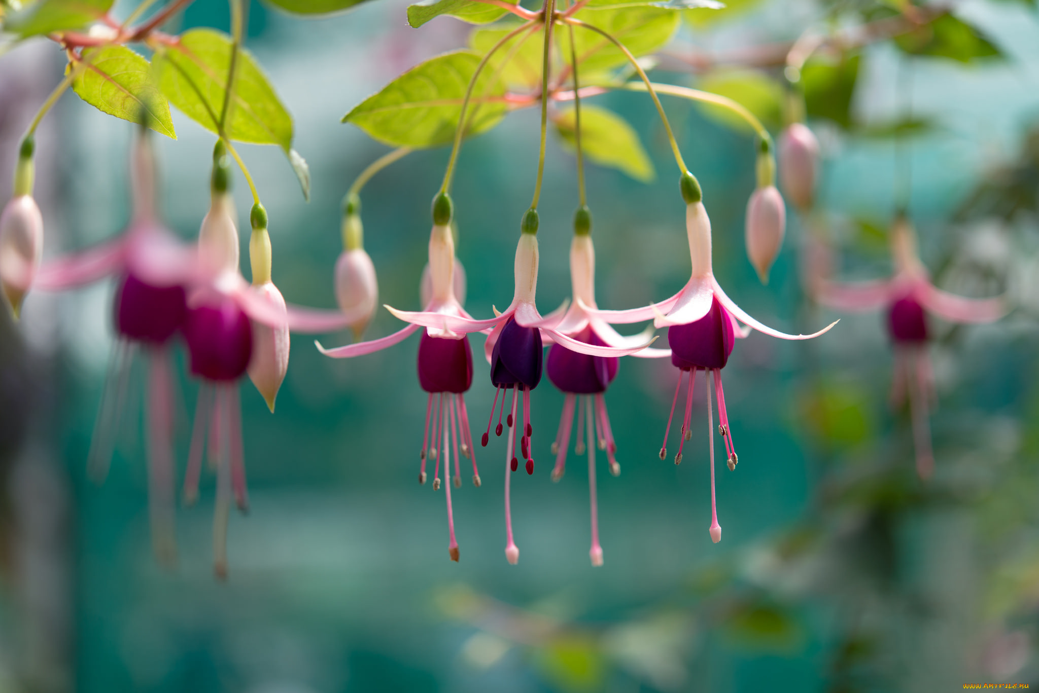 цветы, фуксия, ветка, листья, цветение