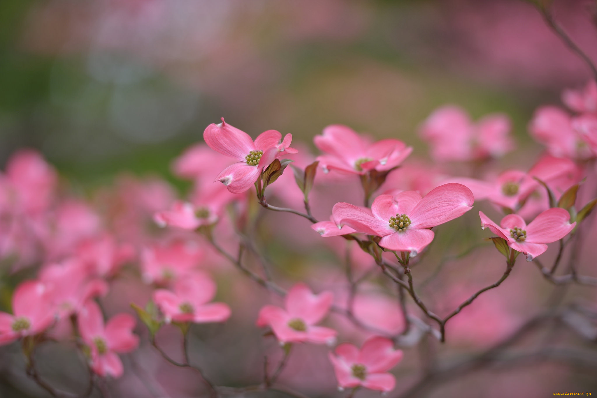 цветы, кизил, цветение
