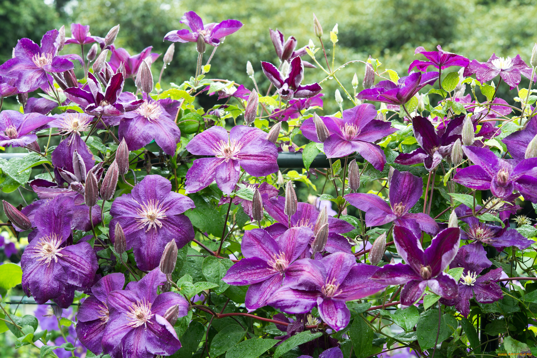 цветы, клематис, , ломонос, цветение, клематис, росинки, капельки, листья, фиолетовый