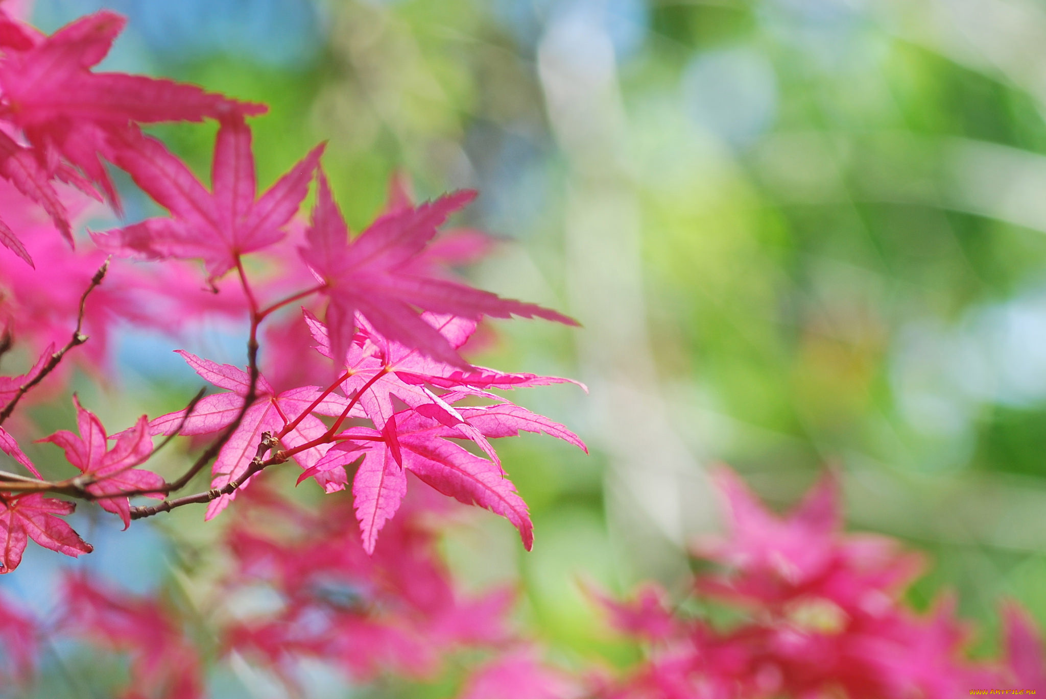 природа, листья, дерево, розовые