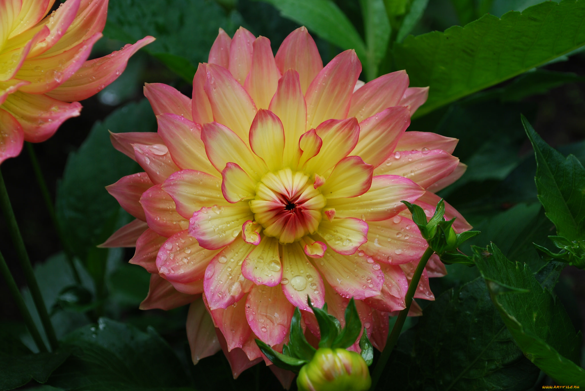 цветы, георгины, цветение, розово-желтый, георгин, цветок, капли, листья