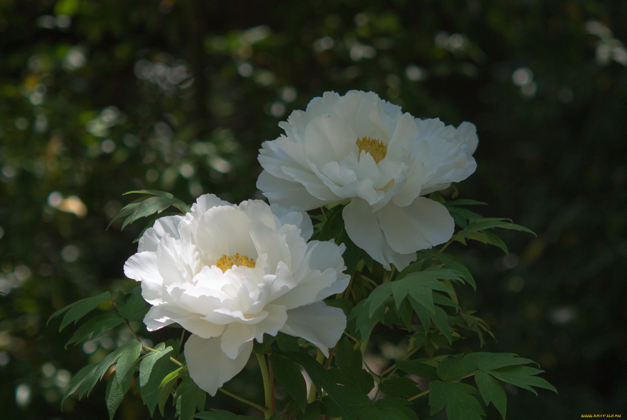цветы, пионы, куст, листья, цветение, белые