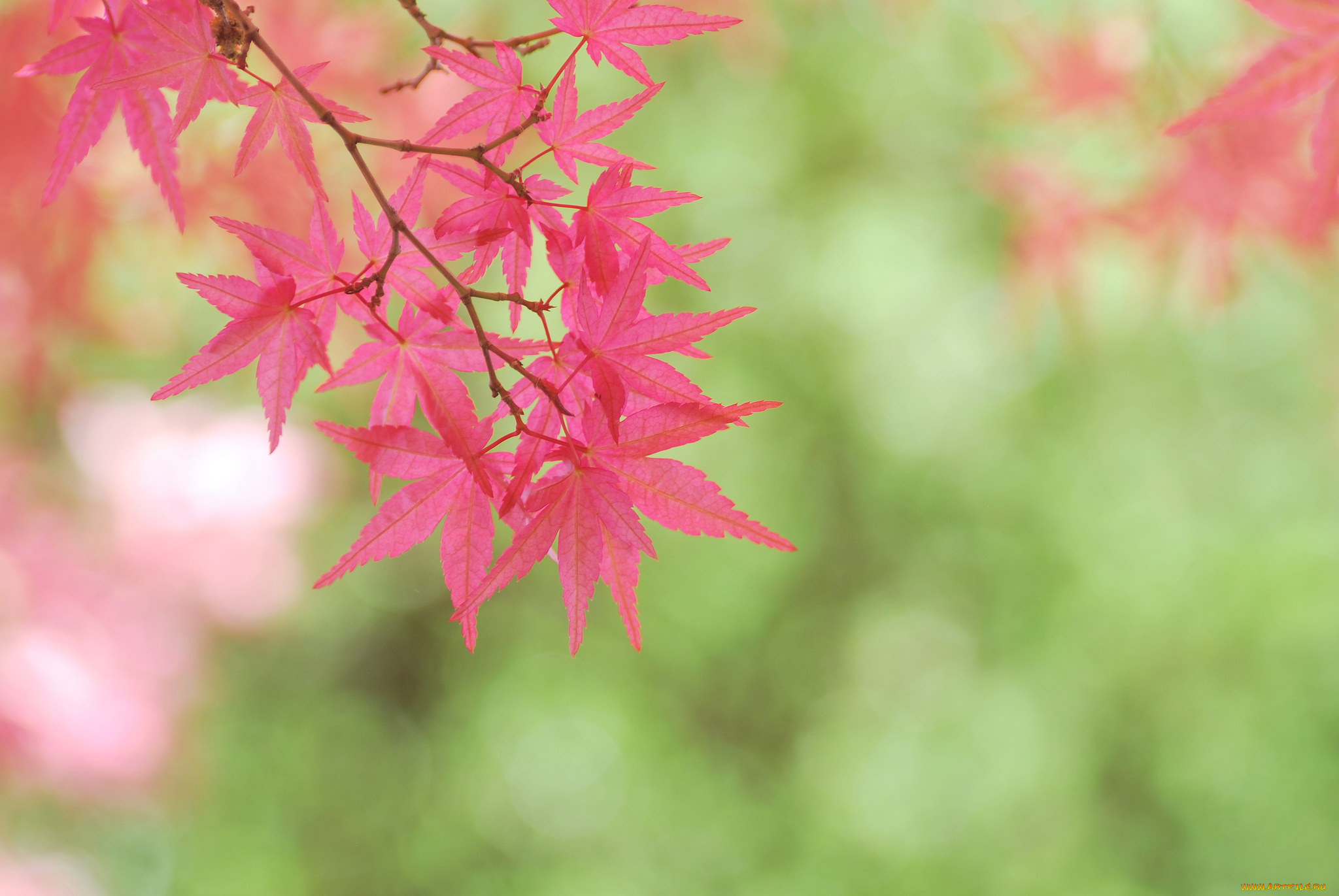 природа, листья, розовые, дерево