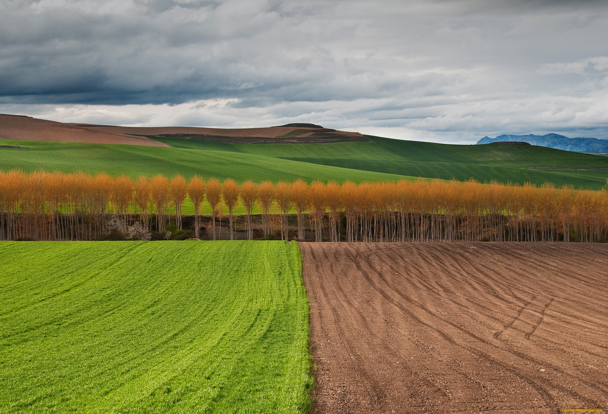 природа, поля, осень, деревья, небо