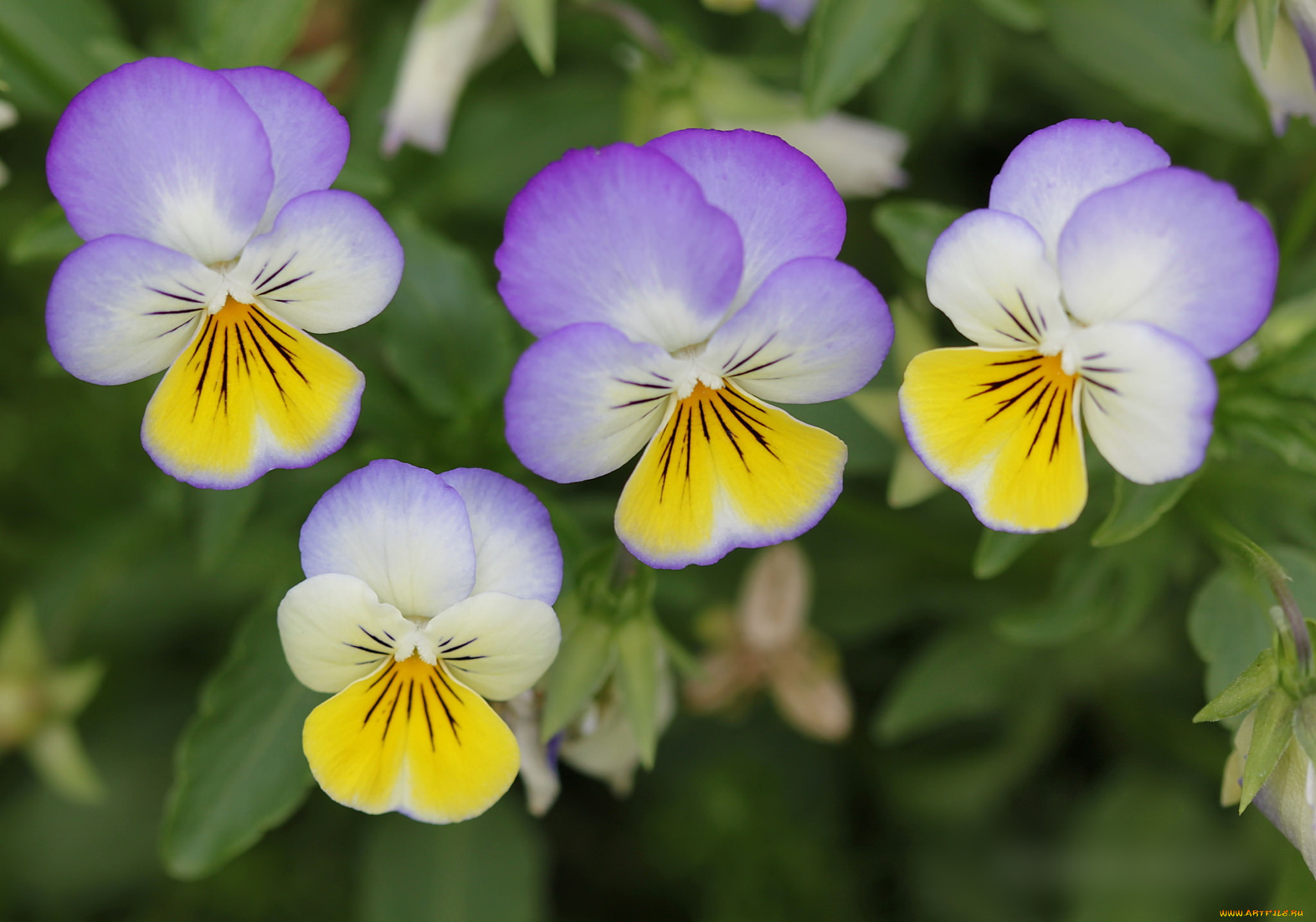 цветы, анютины, глазки, , садовые, фиалки, садовая, фиалка
