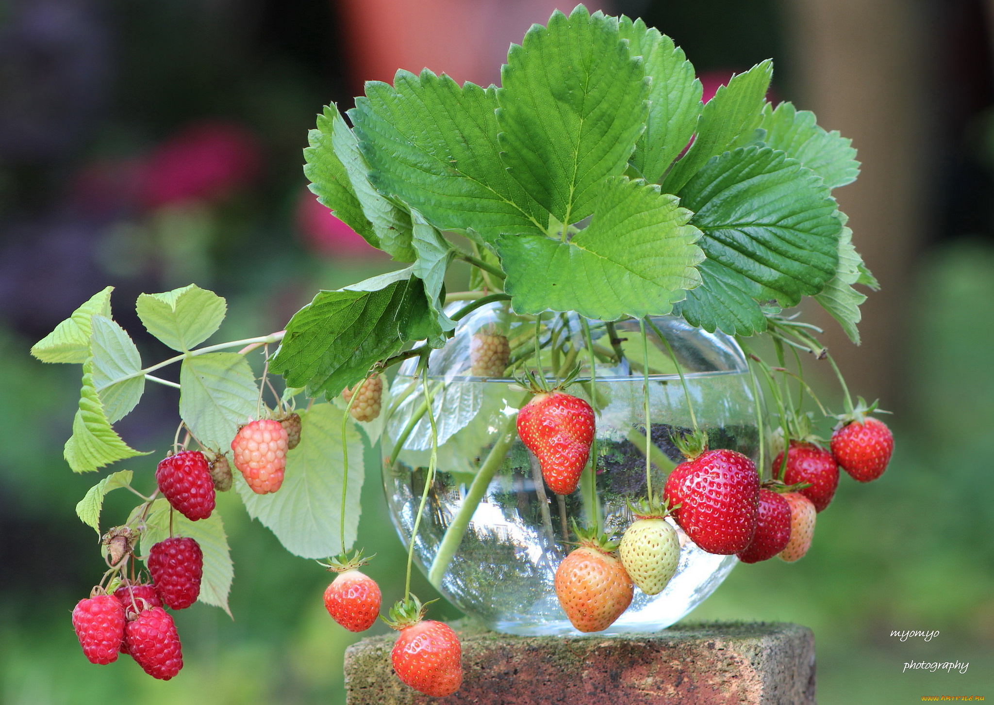 еда, клубника, , земляника, банка, земляника, малина, ягоды, листья