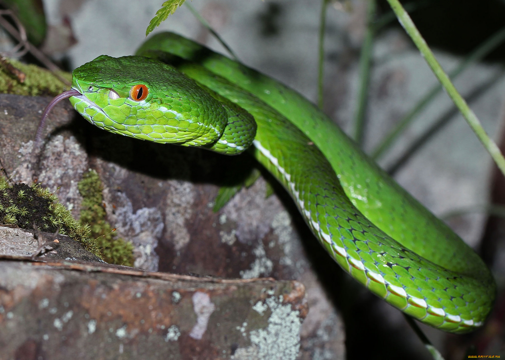 животные, змеи, , питоны, , кобры, змея