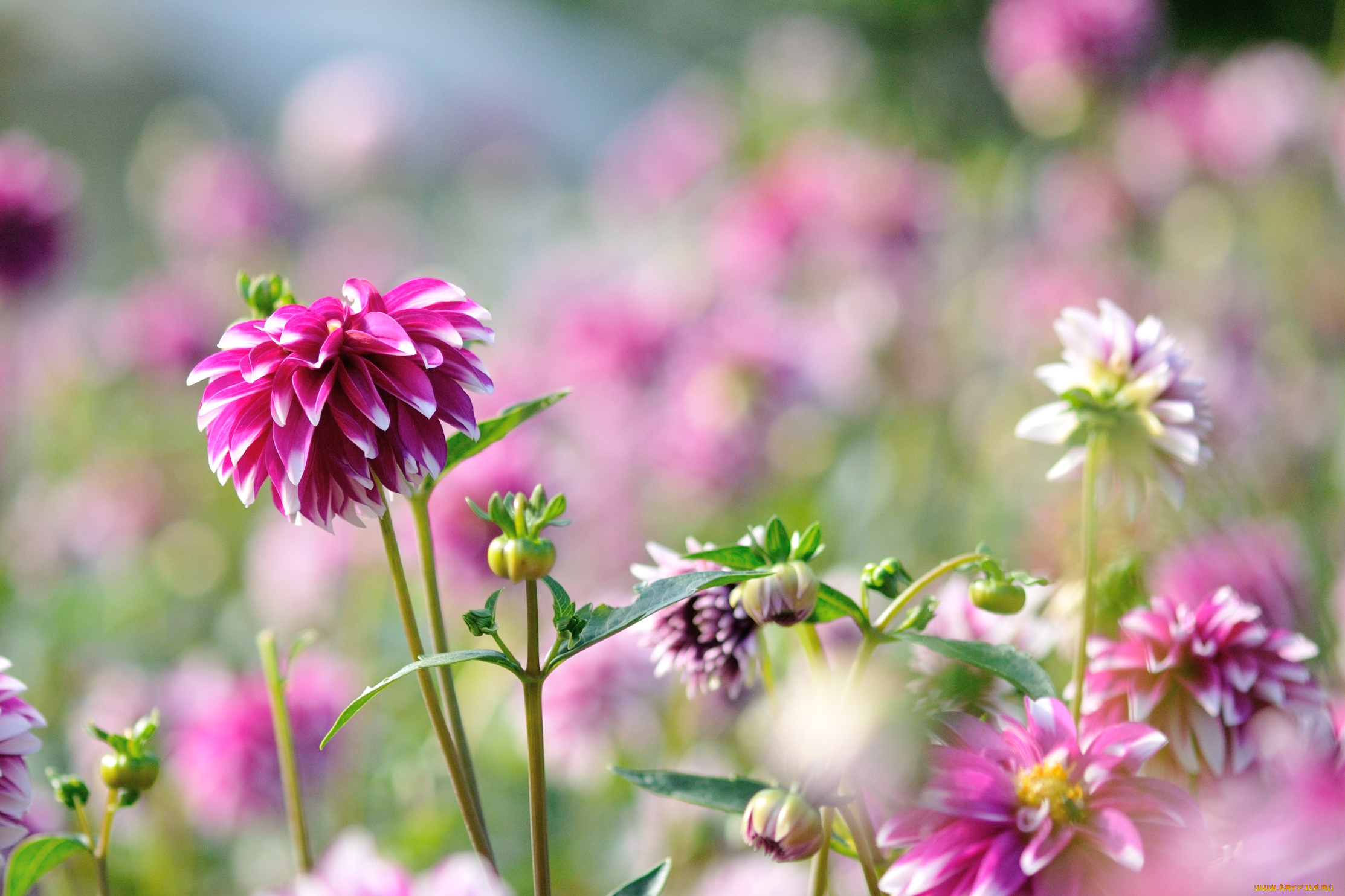 цветы, георгины, яркий, георгин, бутон, цветение