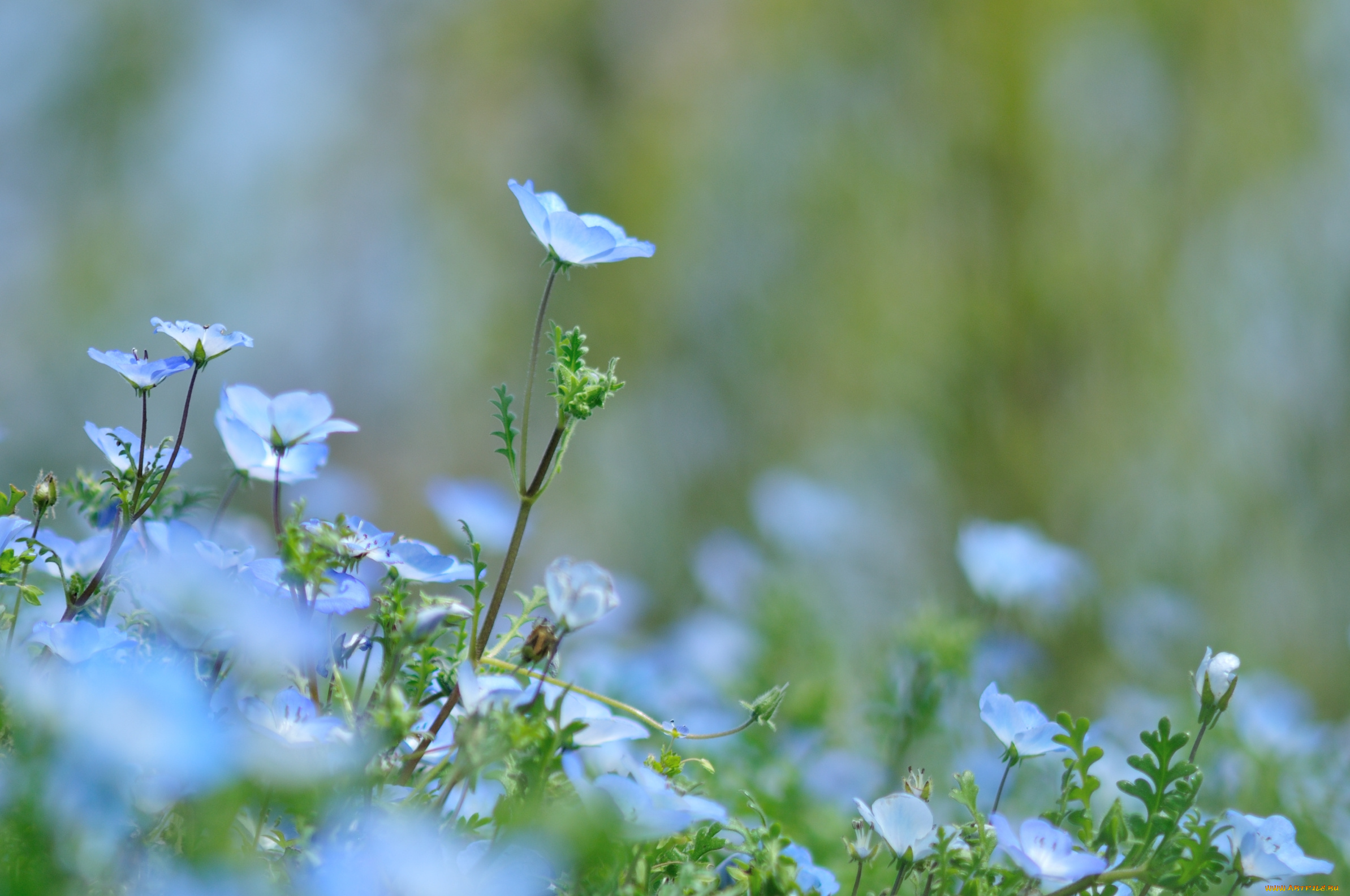 цветы, немофилы, , вероники, немофила, цветение
