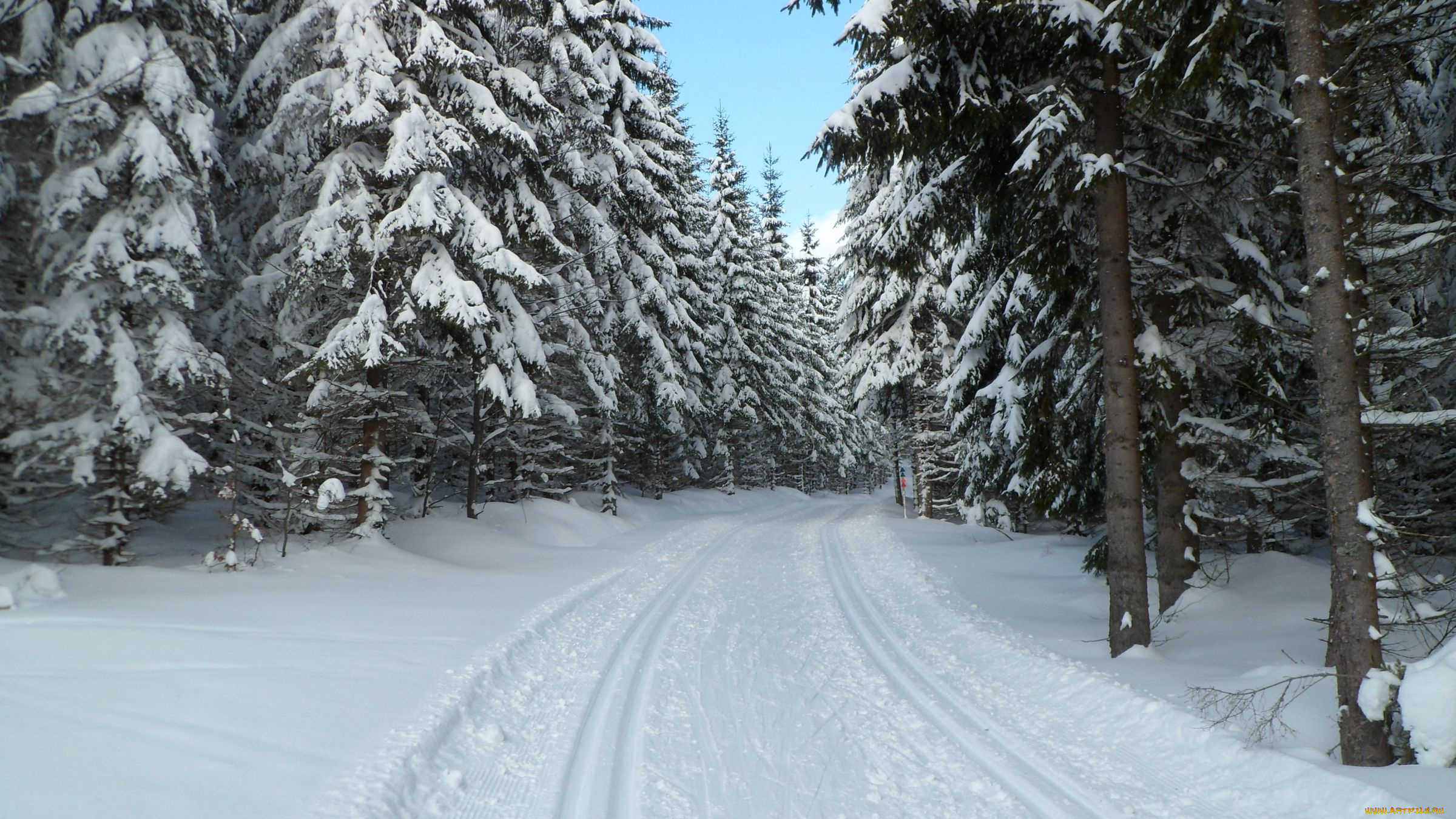 природа, зима, снег, лес