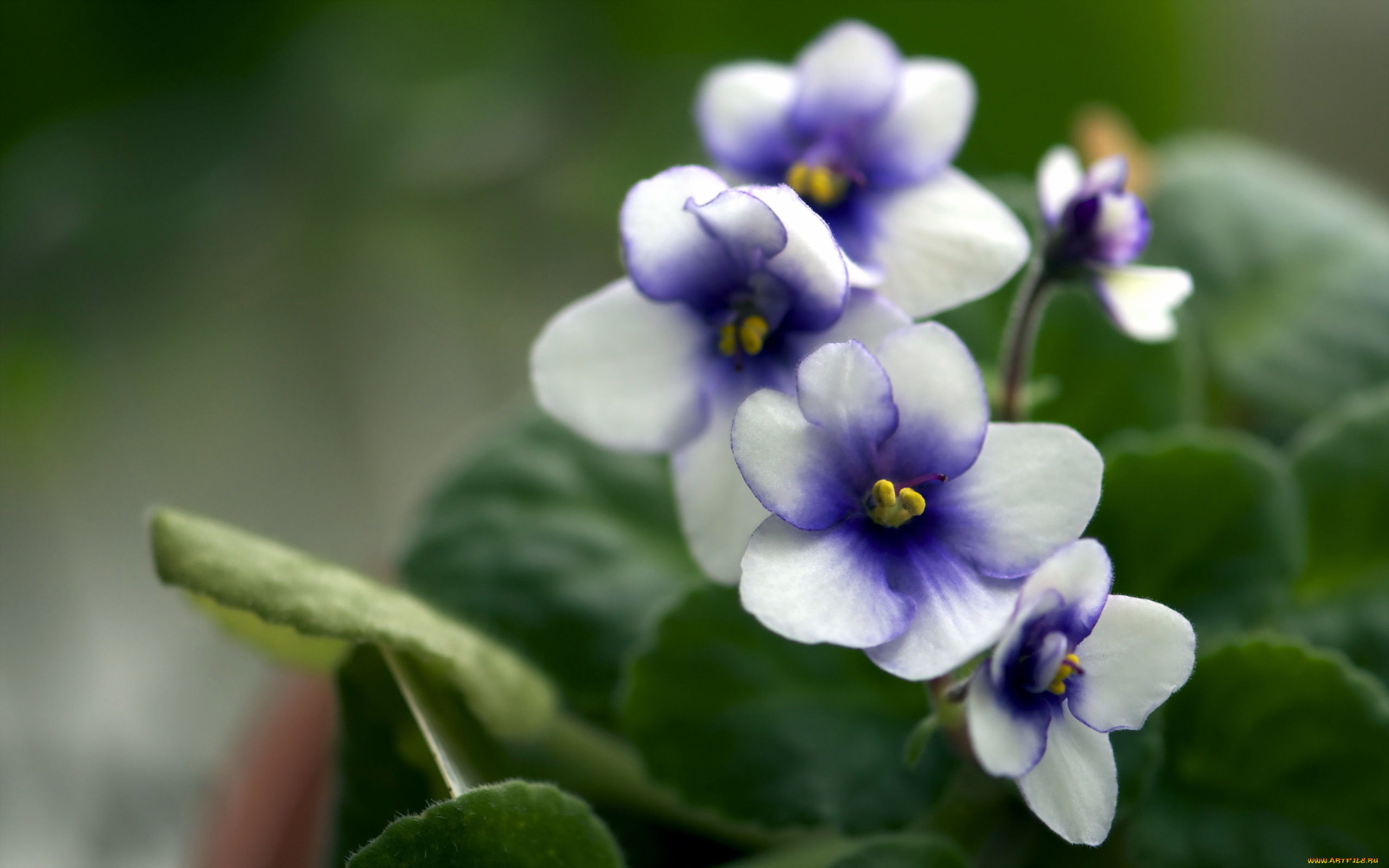 цветы, фиалки, весна, природа, фиалка