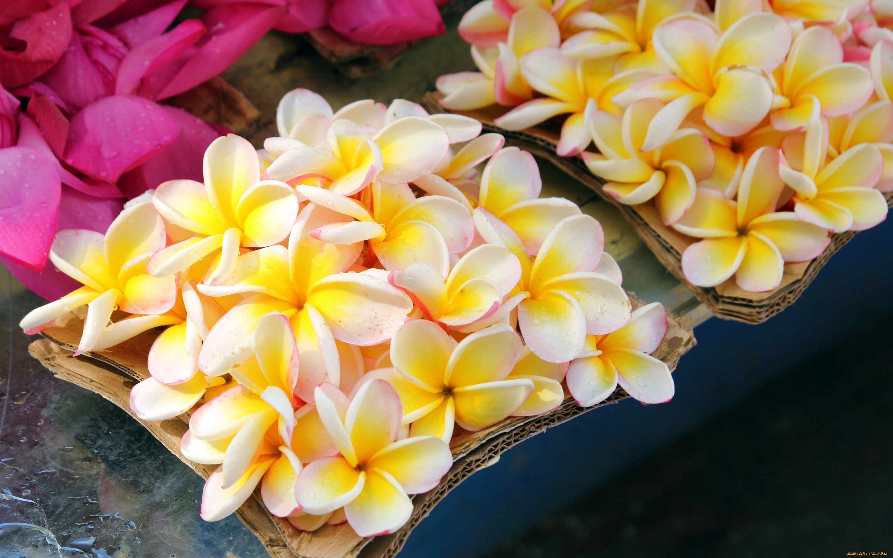 цветы, плюмерия, коробочка, капельки, box, flowers, drops