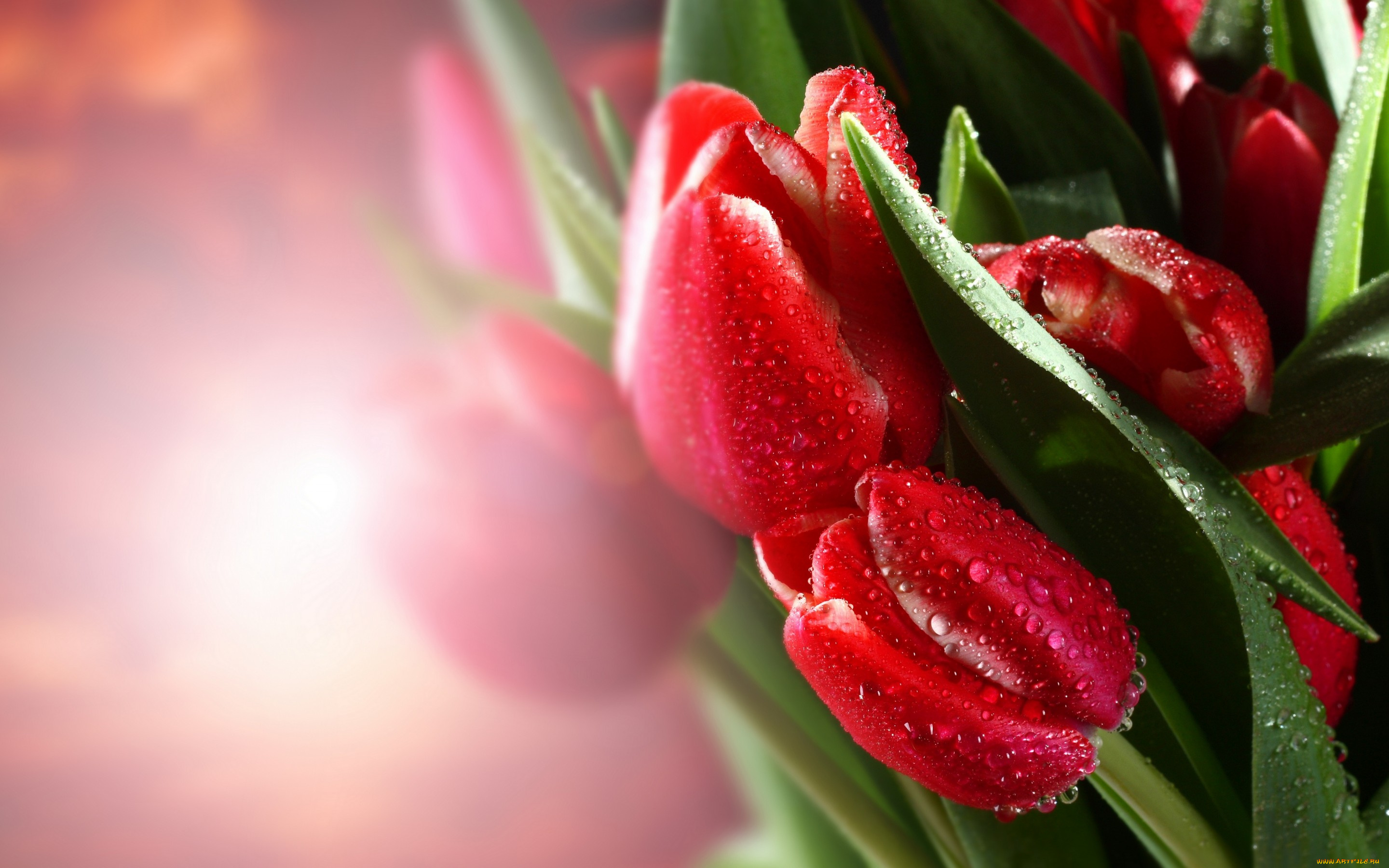 цветы, тюльпаны, листья