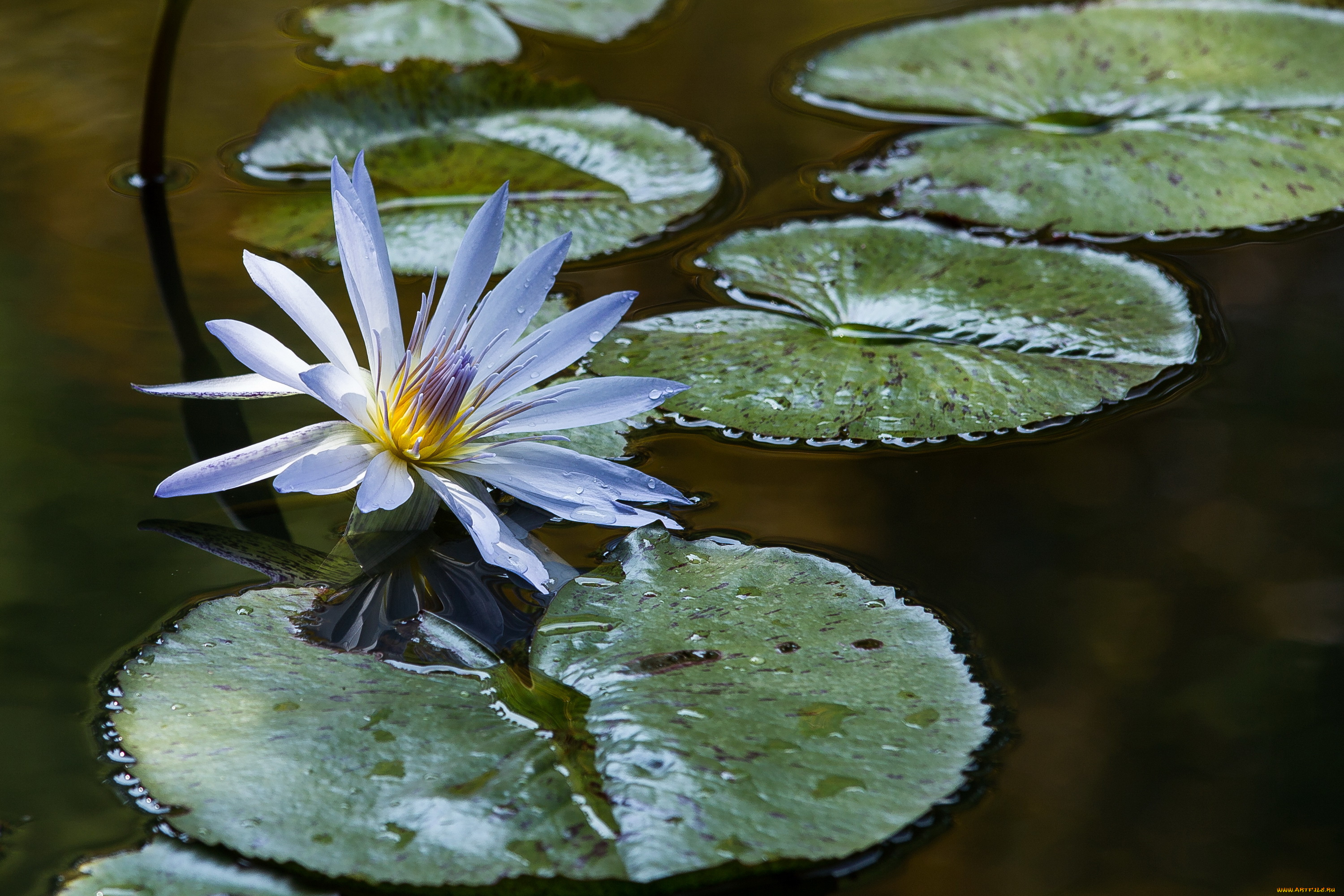 цветы, лилии, водяные, , нимфеи, , кувшинки, водоем, листья, цветок, лилия, голубая