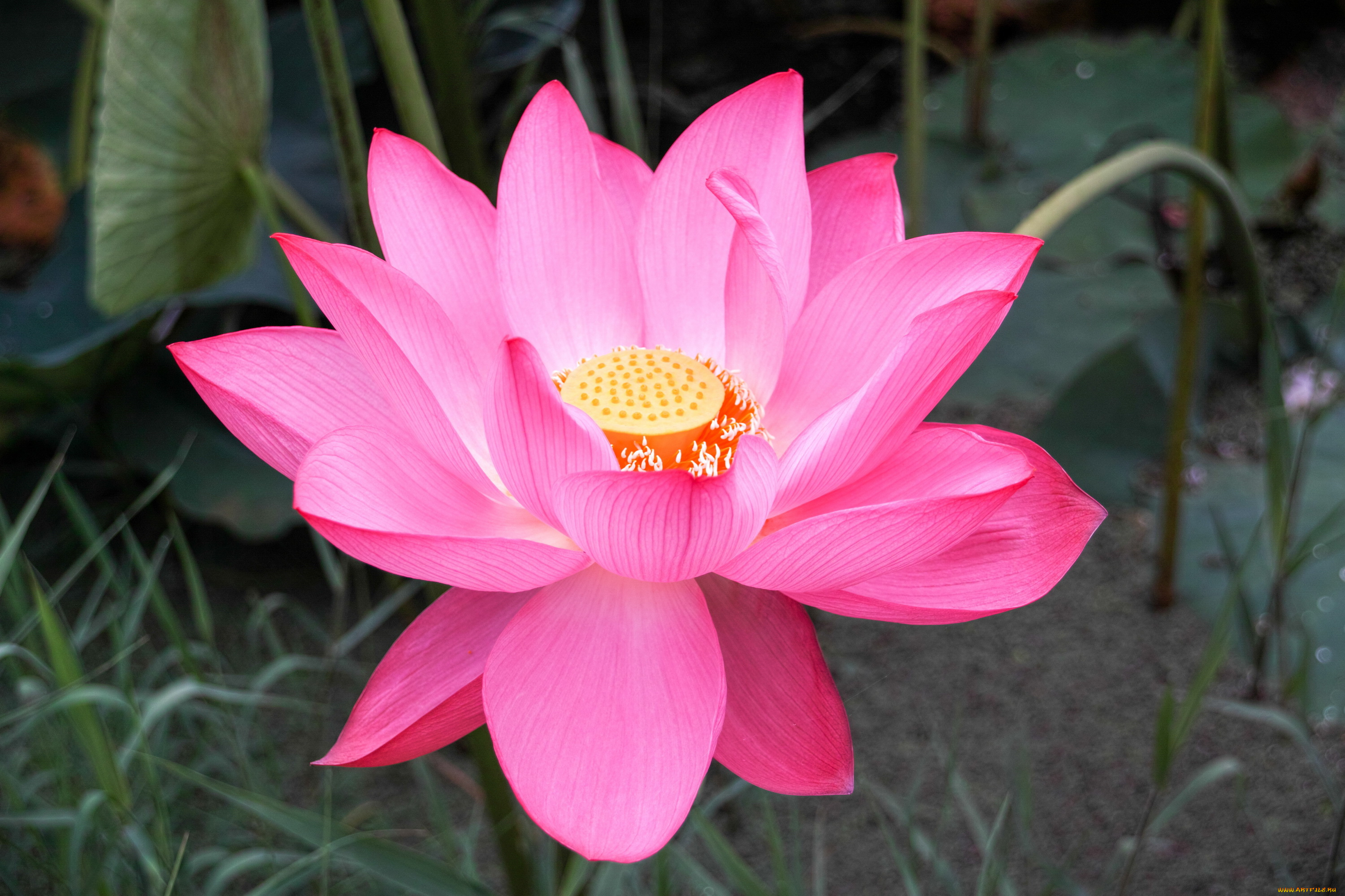 цветы, лотосы, цветок, розовый, лотос