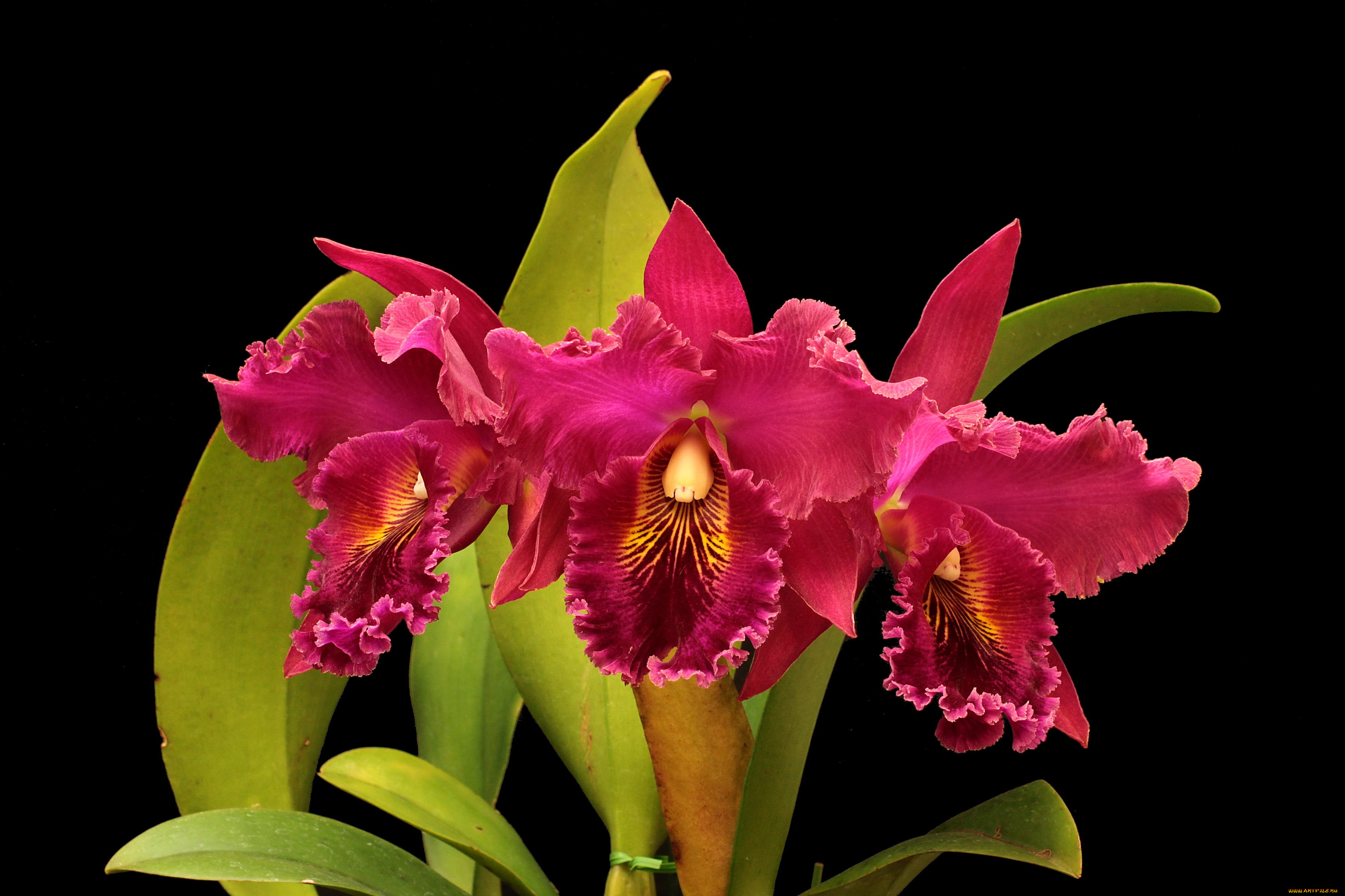 цветы, орхидеи, красные