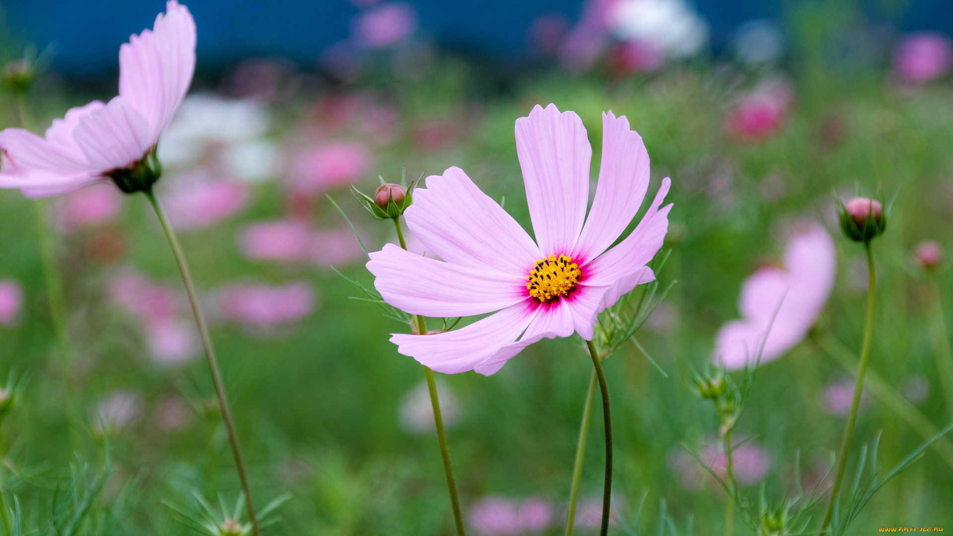 цветы, космея