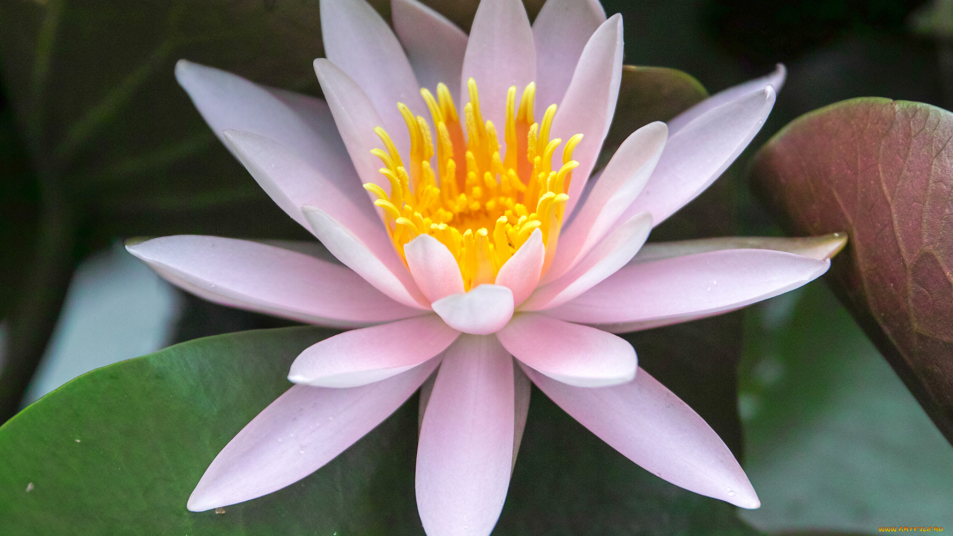 цветы, лилии, водяные, , нимфеи, , кувшинки, водяная, лилиия