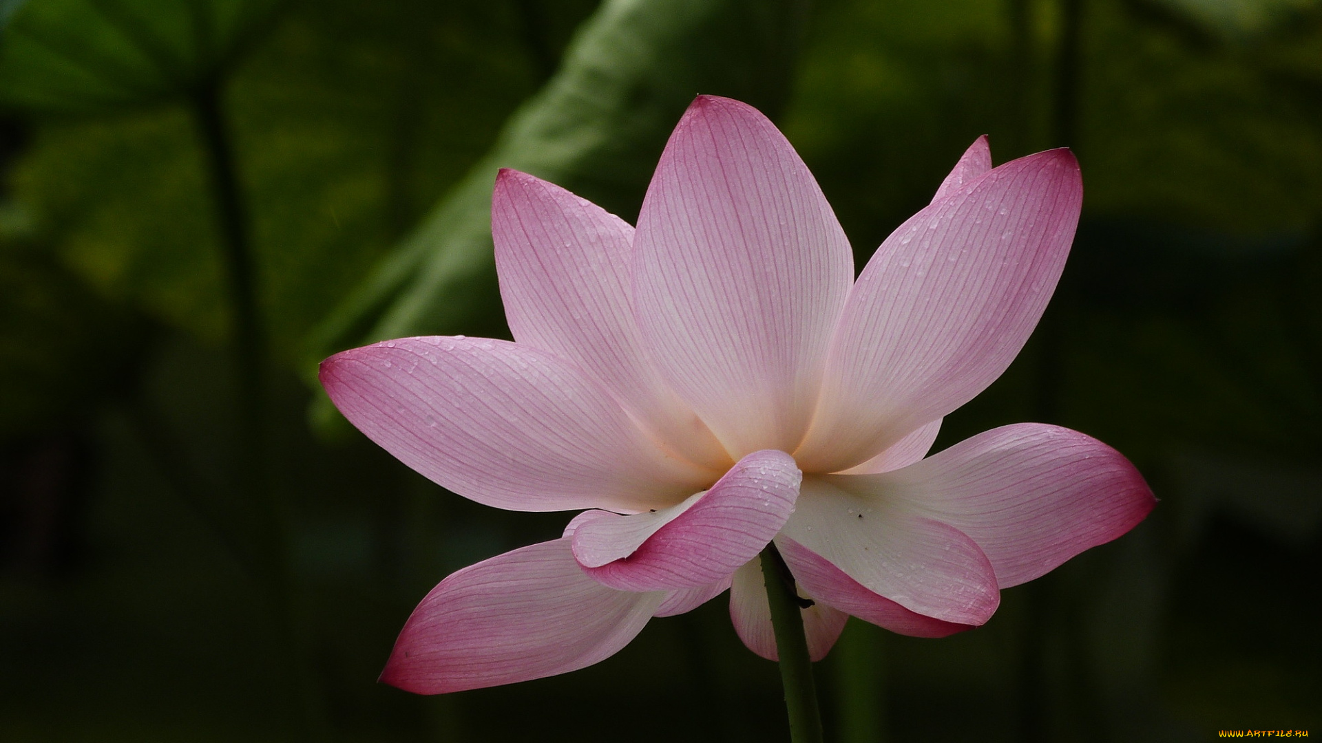 цветы, лотосы, фон, лепестки