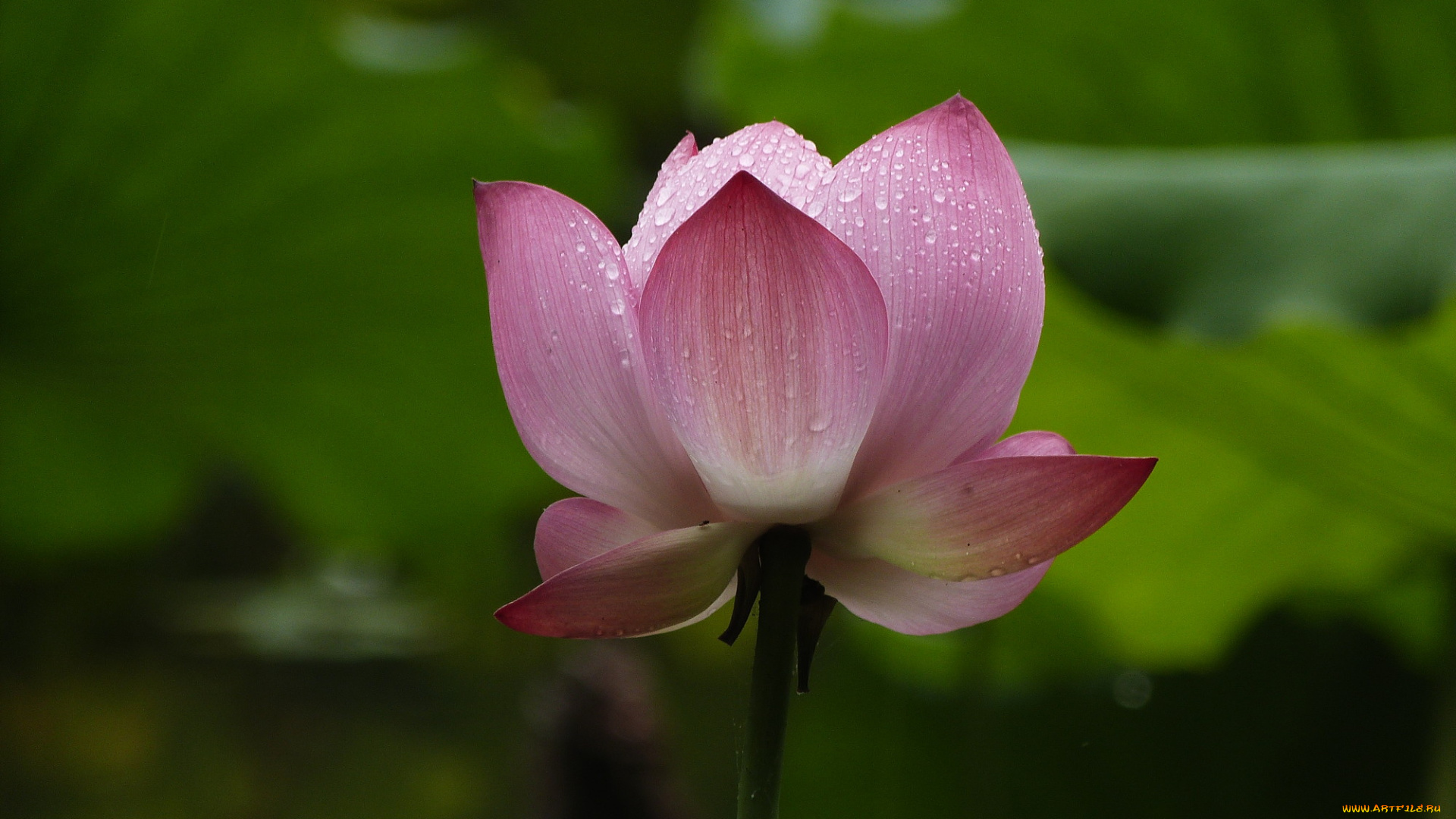 цветы, лотосы, лепестки, фон