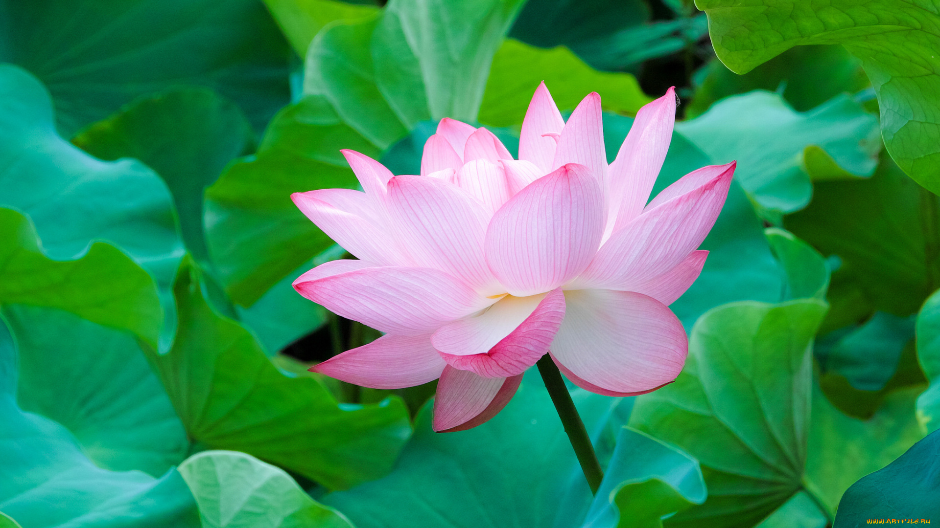 цветы, лотосы, лотос, листья