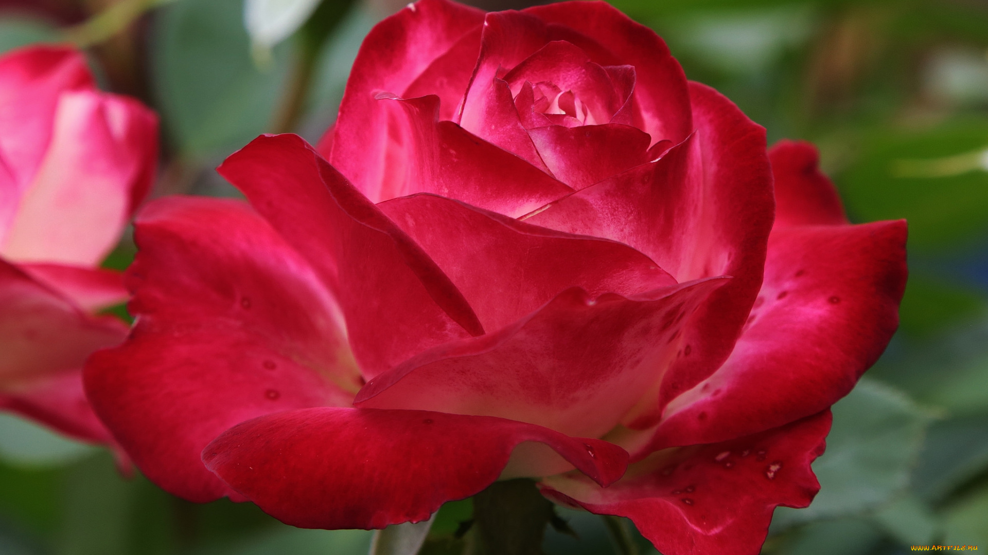 цветы, розы, роза, фон