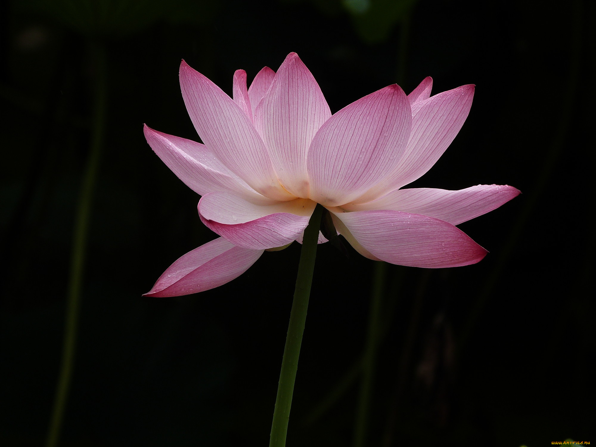 цветы, лотосы, фон, лепестки