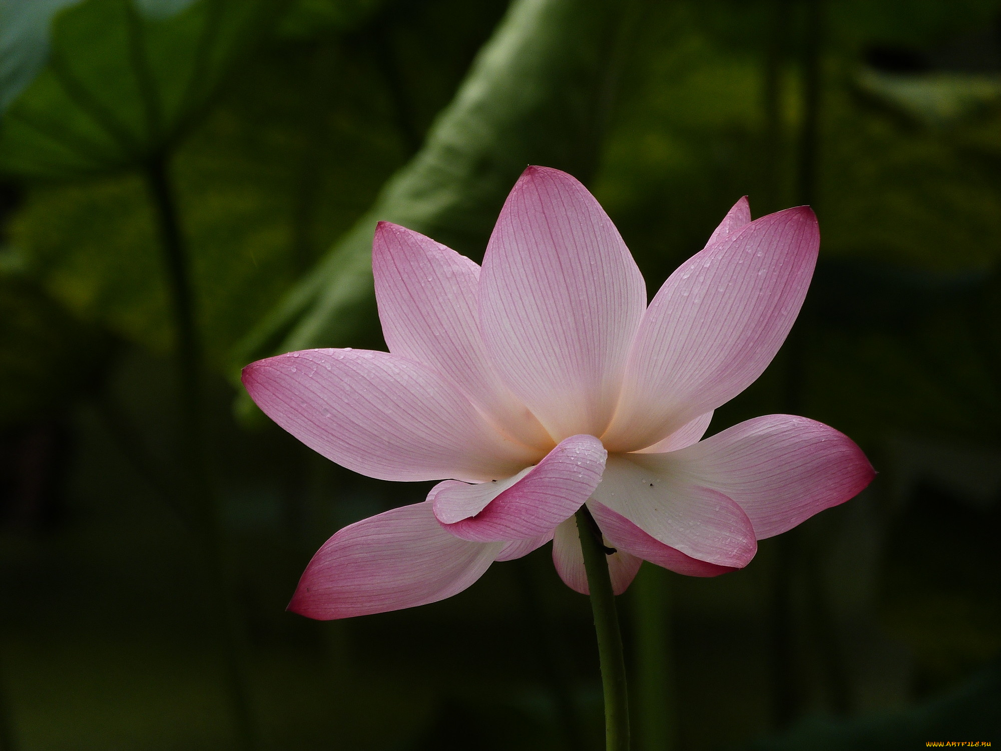 цветы, лотосы, фон, лепестки