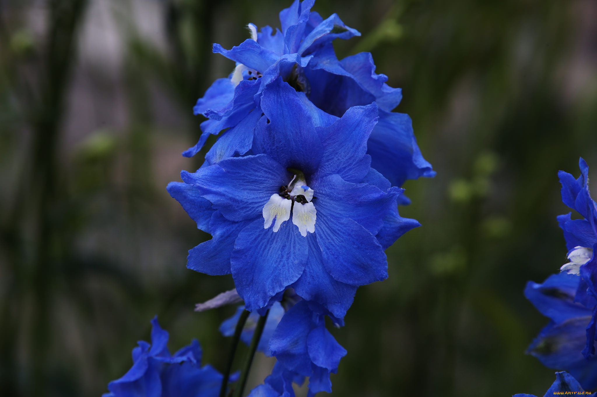 цветы, дельфиниум