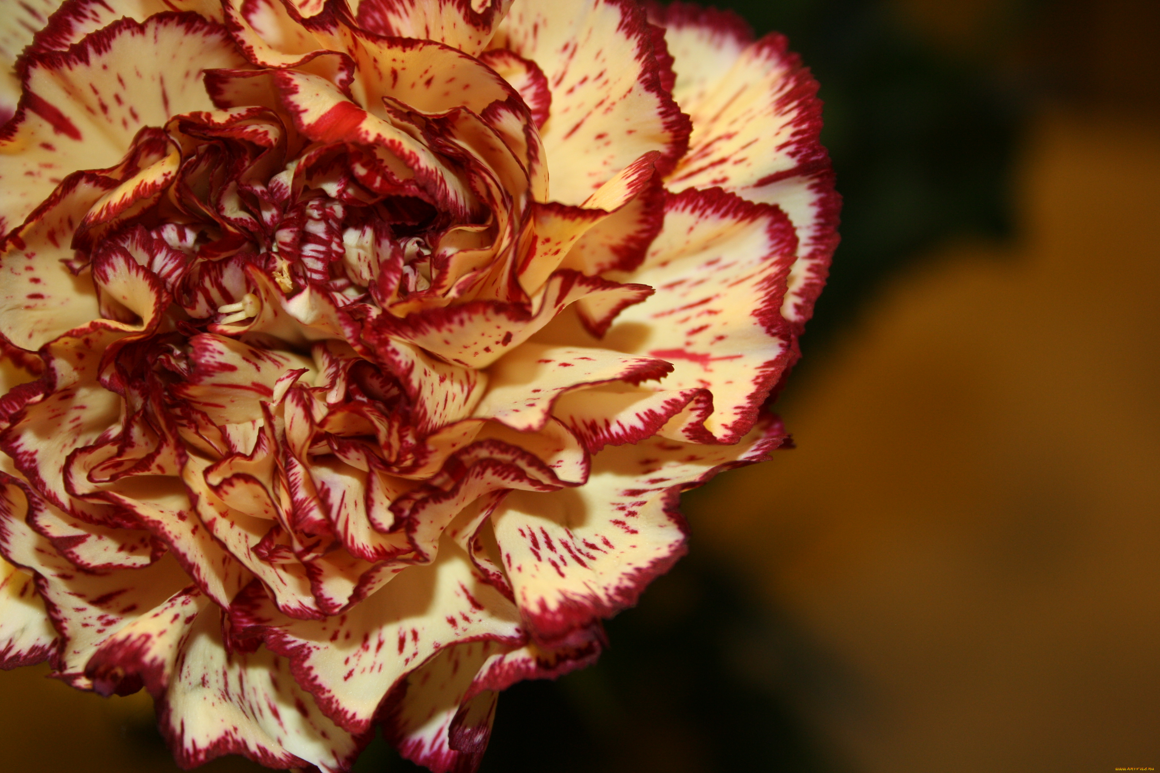 цветы, гвоздики, гвоздика