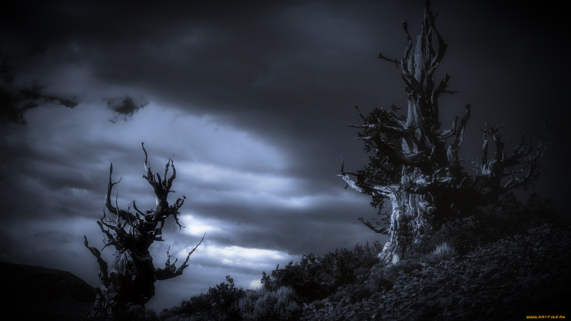 природа, деревья, ночь