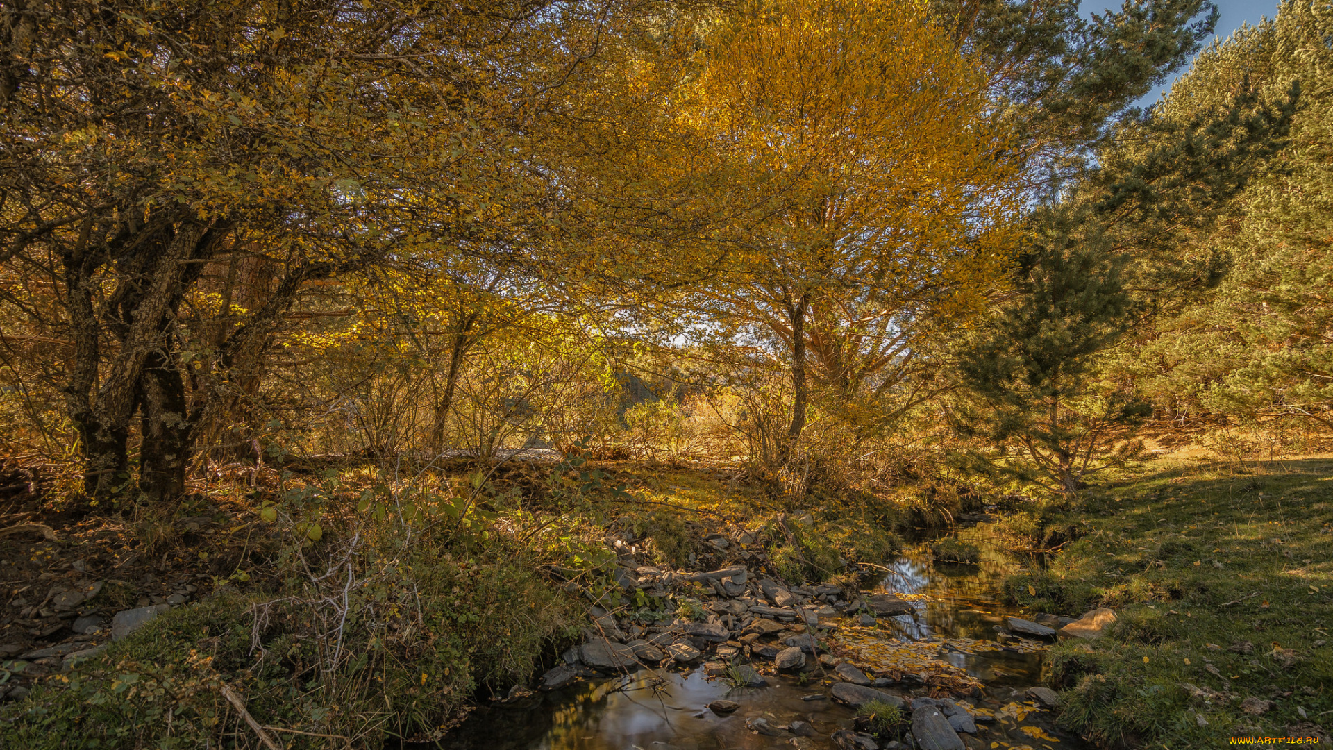 природа, лес, простор