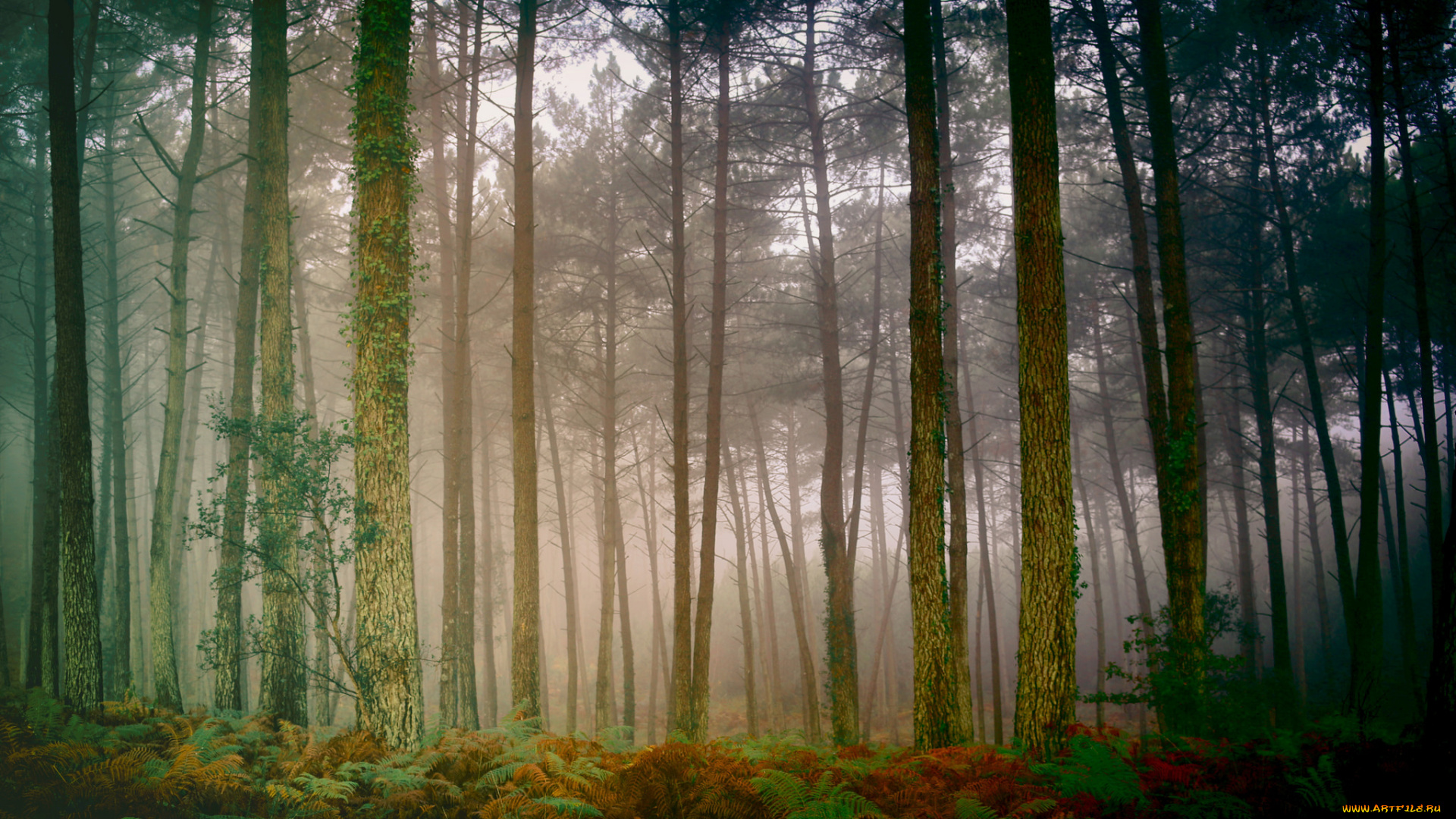 природа, лес, простор