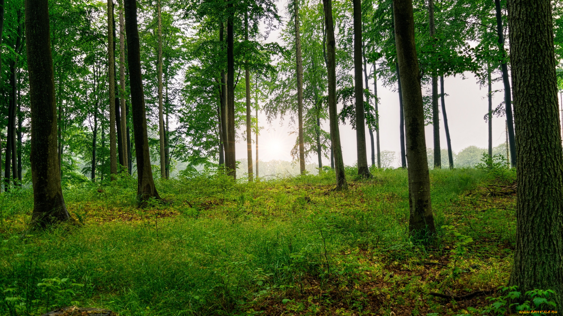 природа, лес, простор
