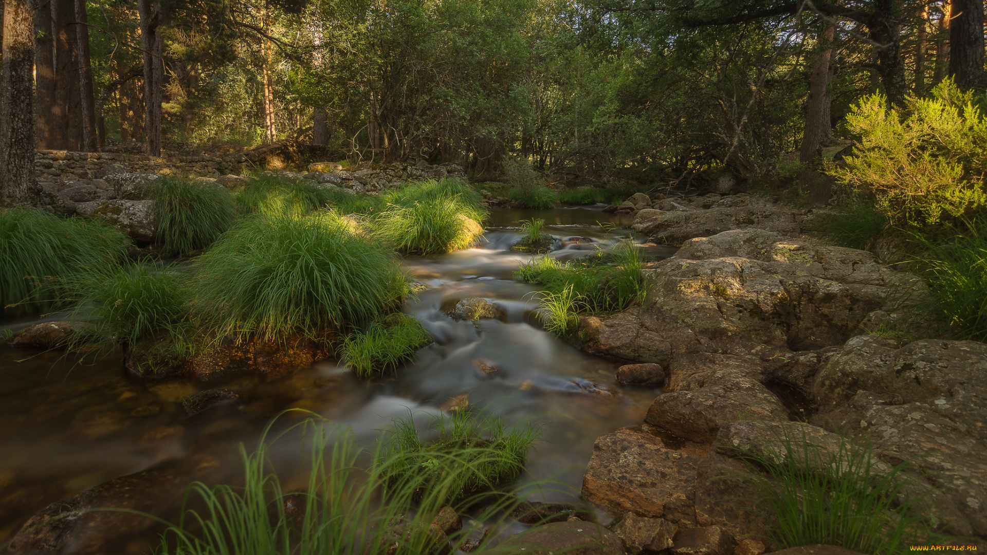 природа, лес, простор