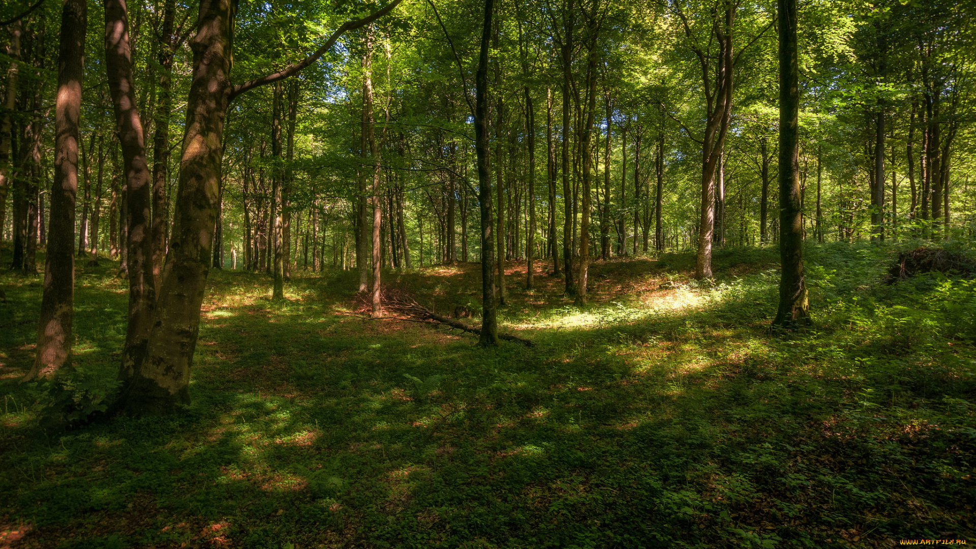 природа, лес, простор
