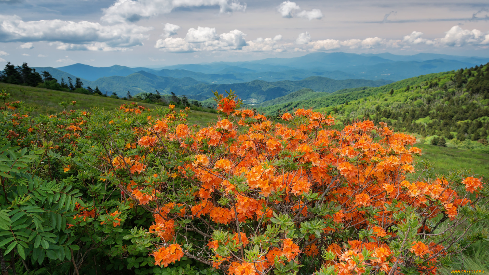 природа, пейзажи, простор