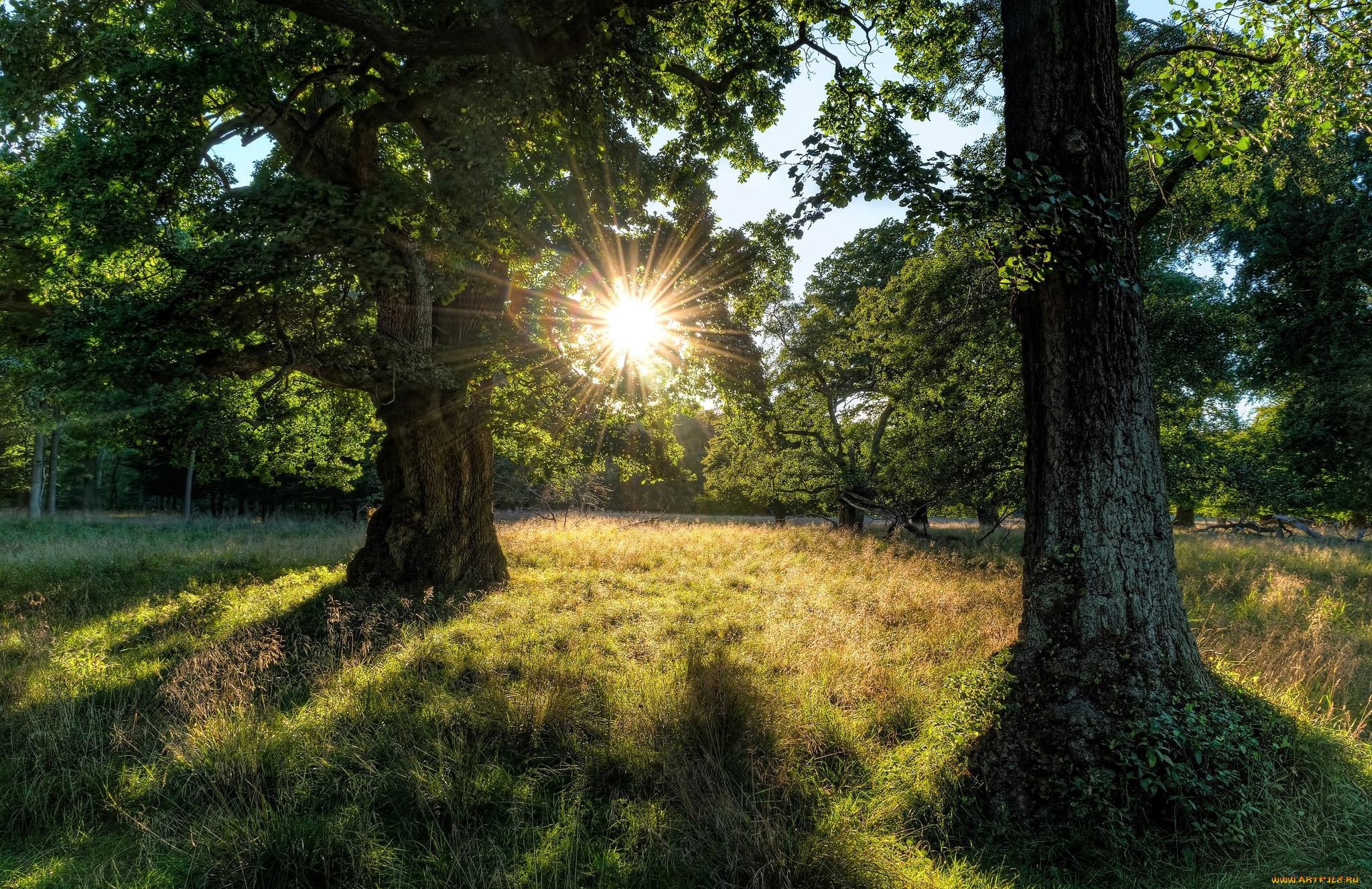 природа, лес, простор