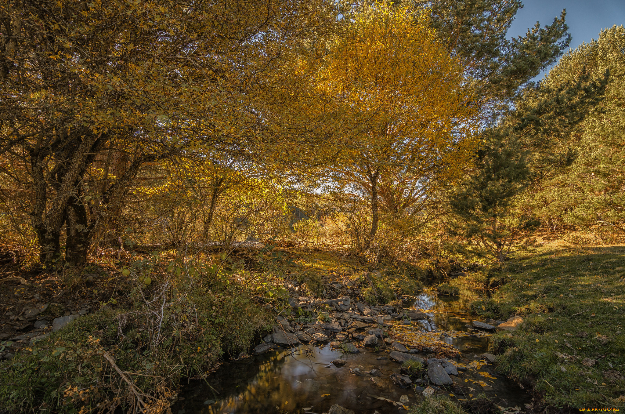 природа, лес, простор