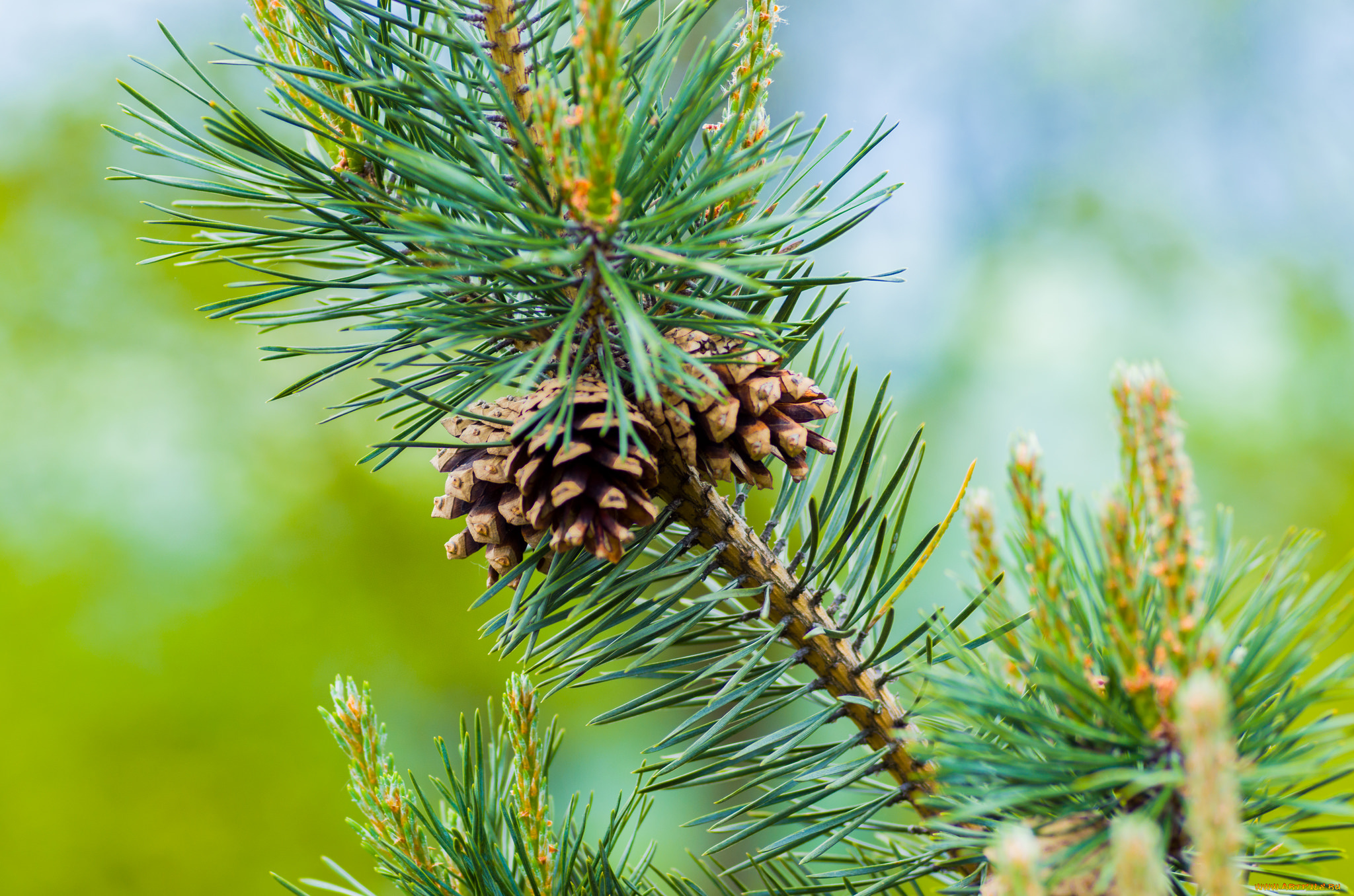 природа, шишки, , жёлуди, , каштаны, простор