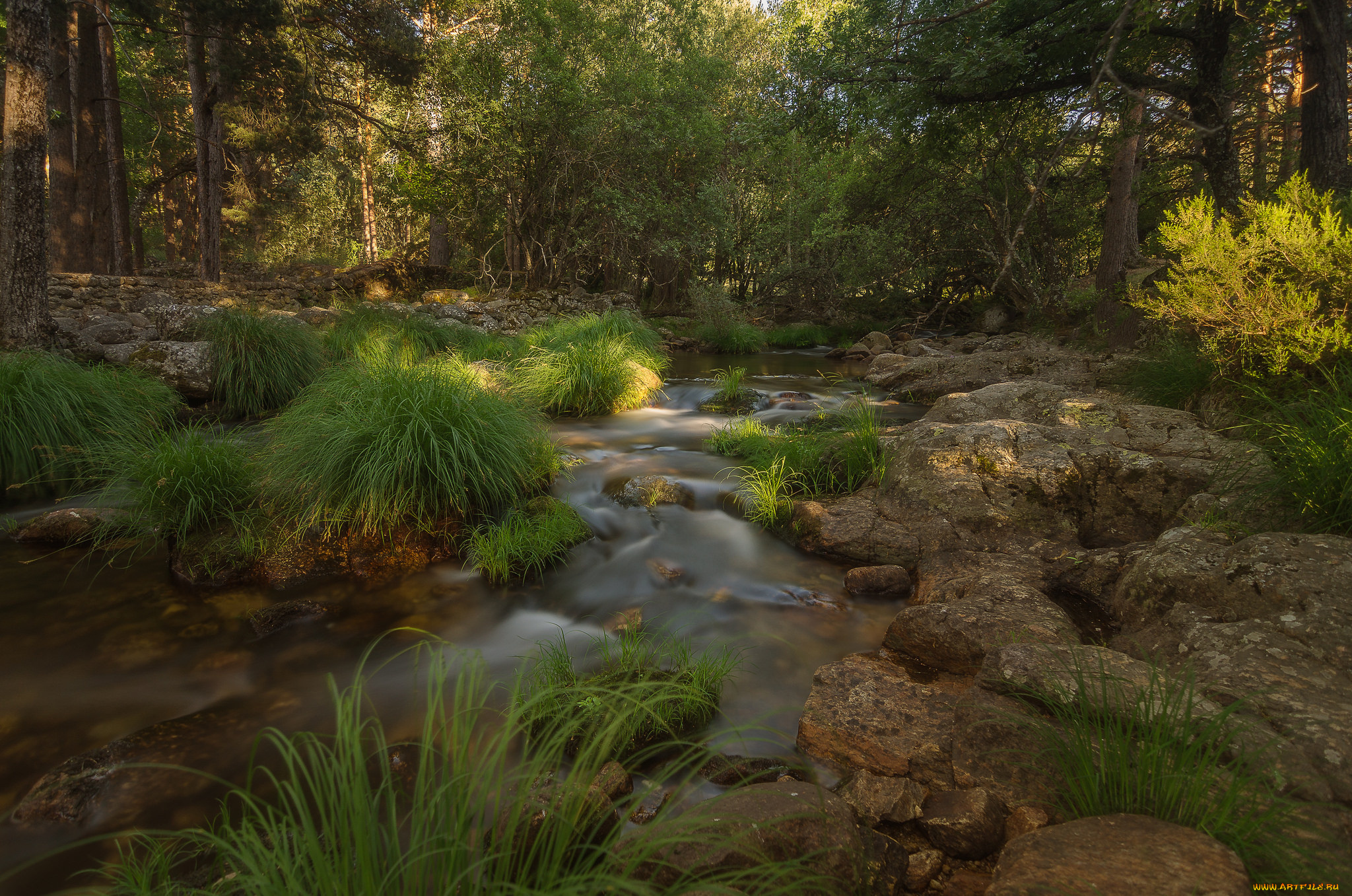 природа, лес, простор