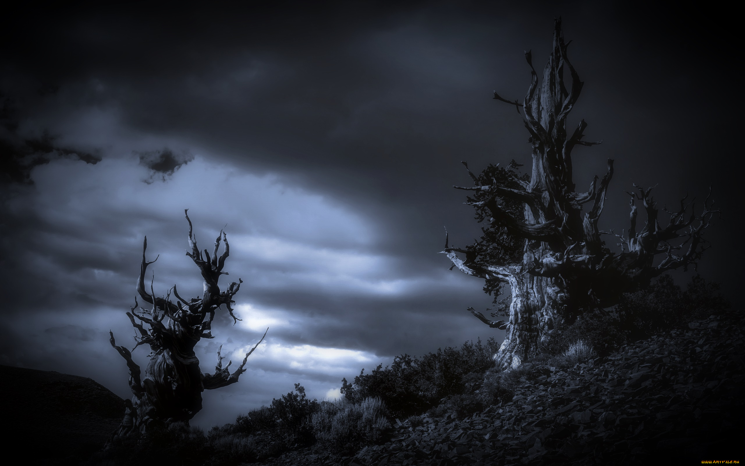 природа, деревья, ночь