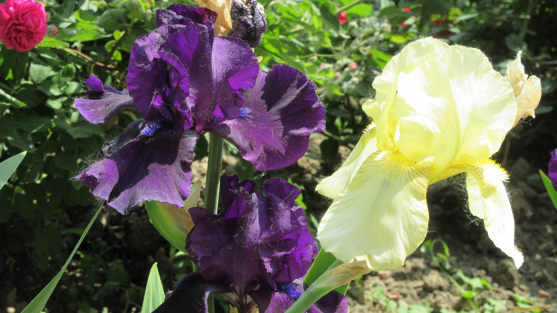 цветы, ирисы, весна, 2018