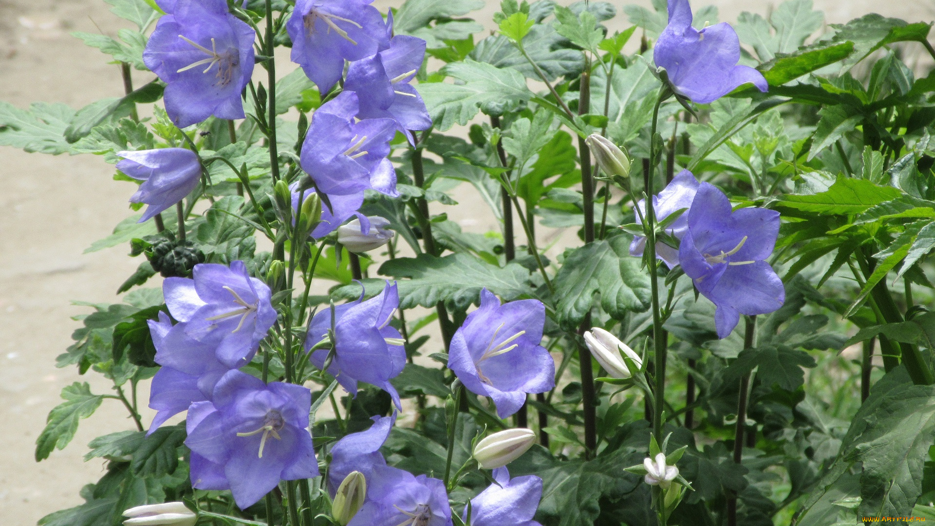 цветы, колокольчики, весна, 2018