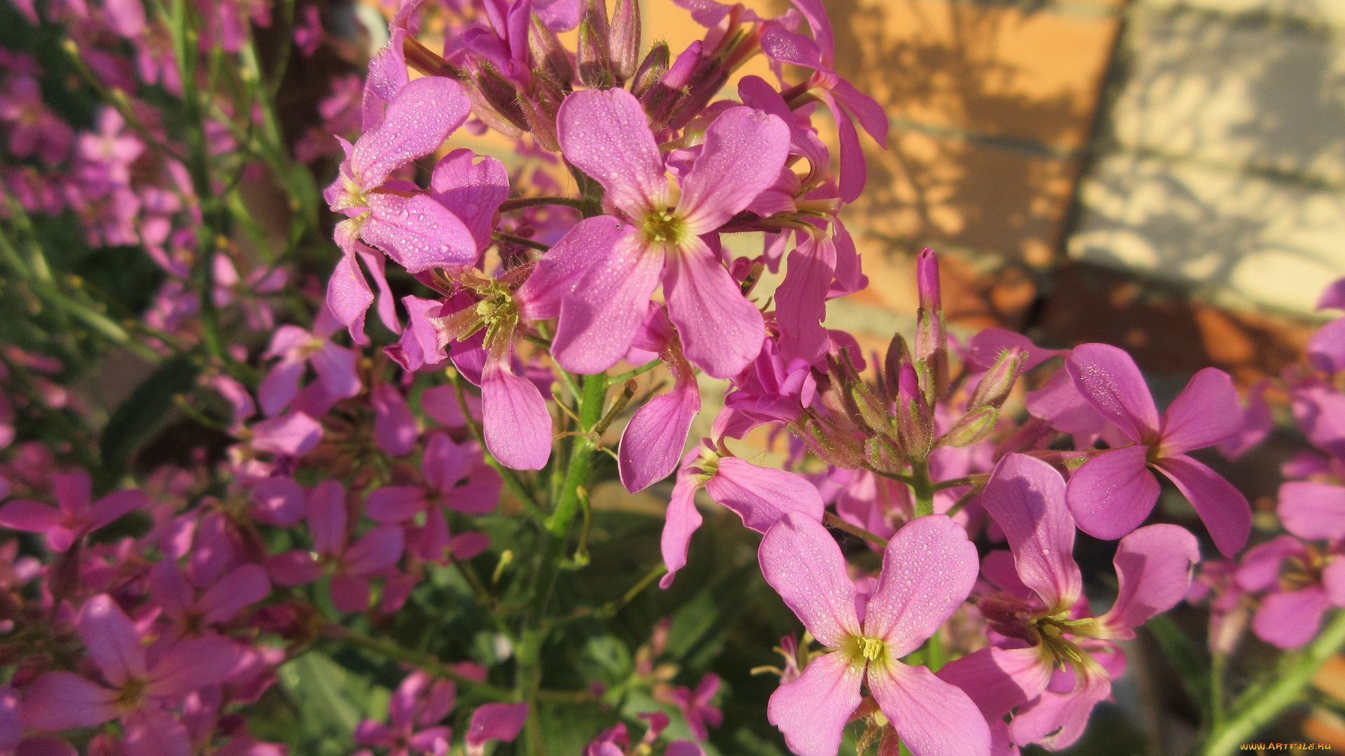 цветы, луговые, , полевые, , цветы, весна, 2018