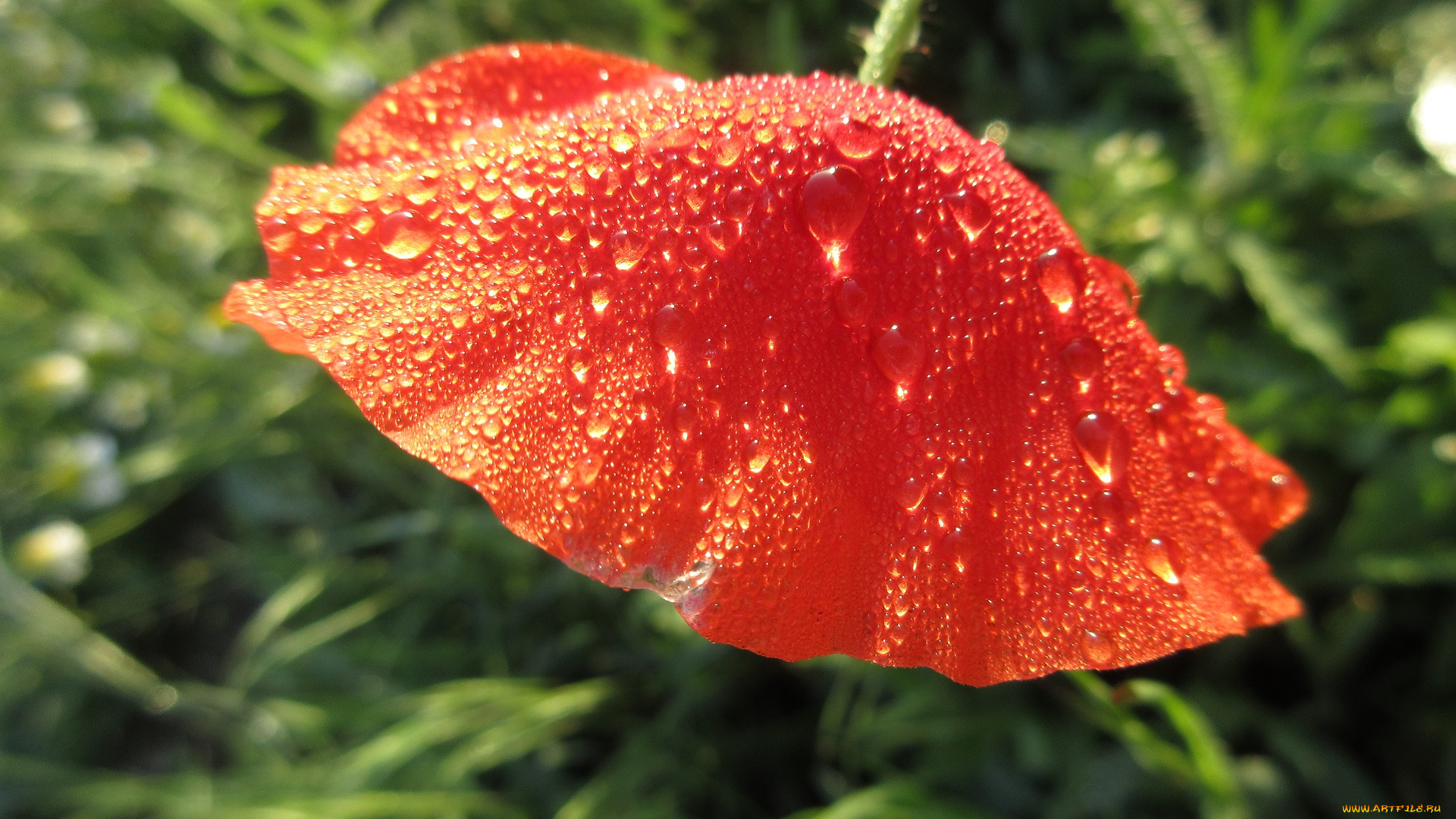 цветы, маки, весна, 2018