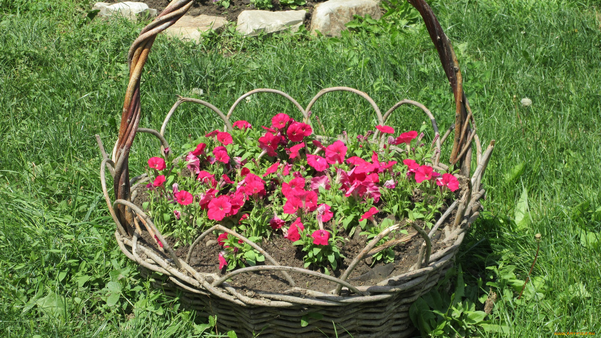 цветы, петунии, , калибрахоа, весна, 2018