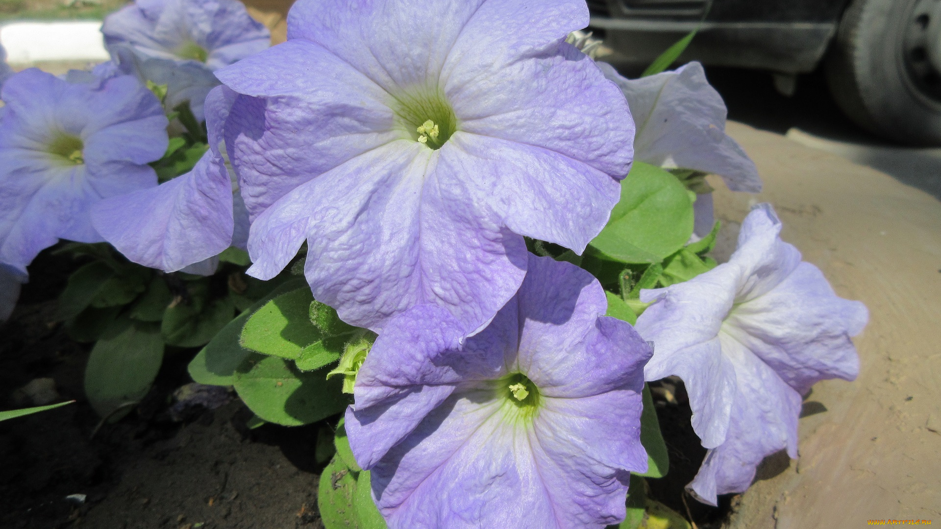 цветы, петунии, , калибрахоа, весна, 2018