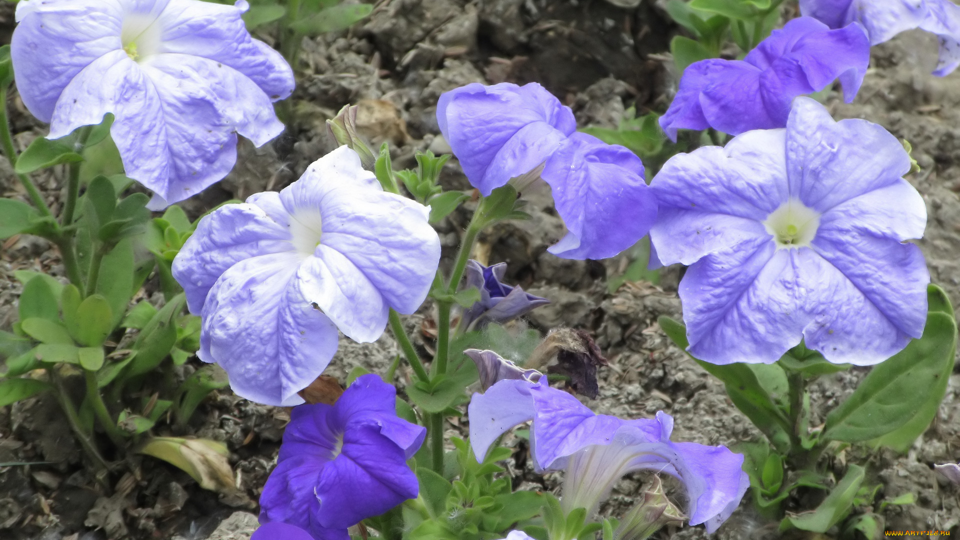 цветы, петунии, , калибрахоа, весна, 2018